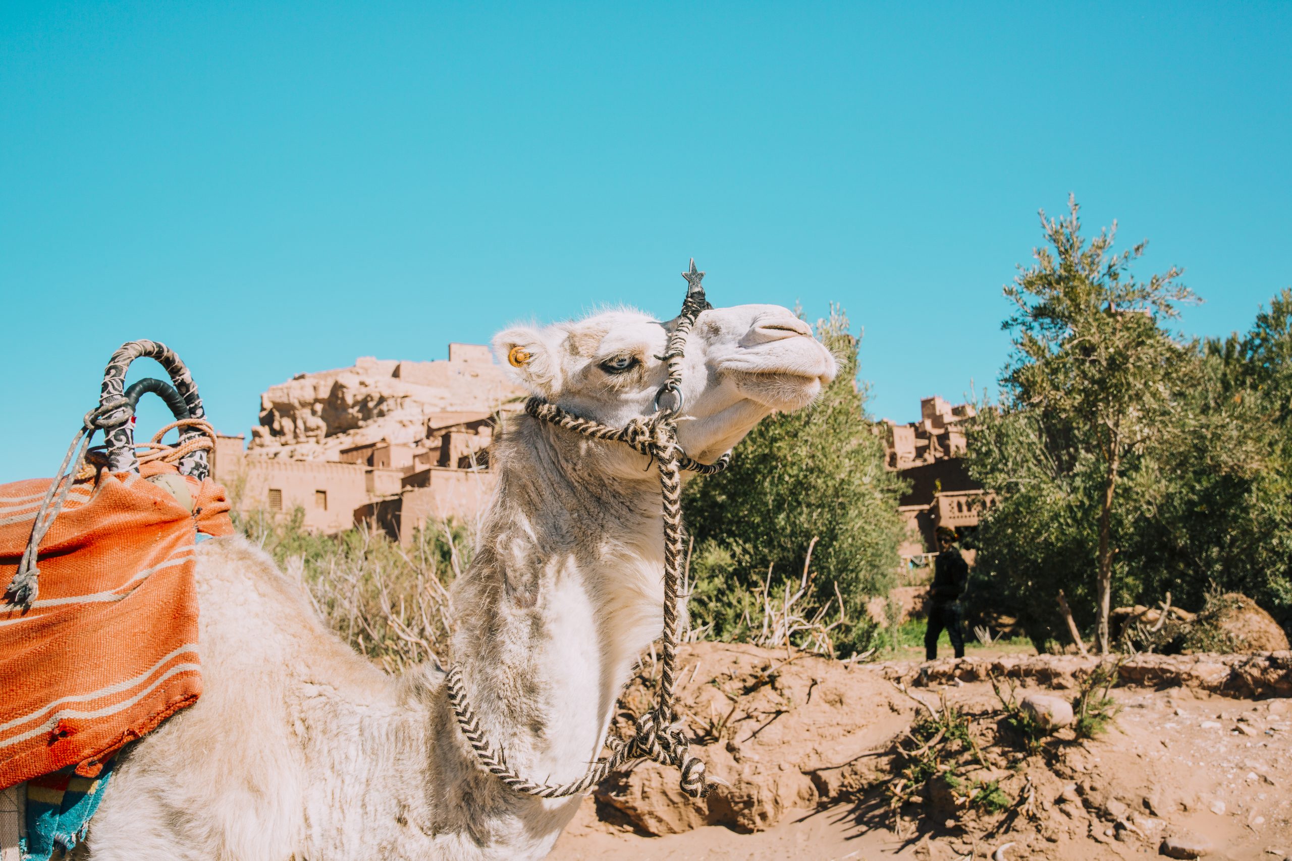 7-Day Morocco Tour from Fes — Guided Fes Medina, the Sahara Desert and a Full Day in Marrakech